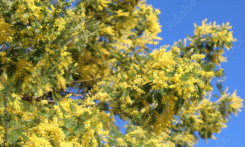 Yellow flowers called Mimosa of Acacia Tree also called Wattles photo