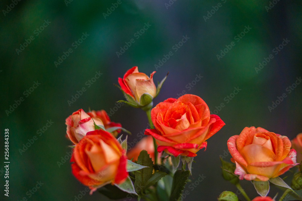 Orange roses on fresh green leaf background.