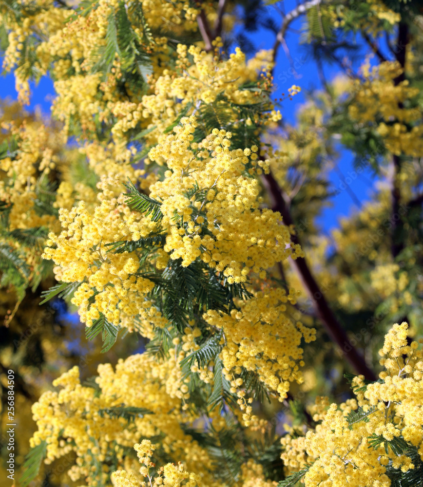 Yellow flowers called Mimosa of Acacia Tree also called Wattles