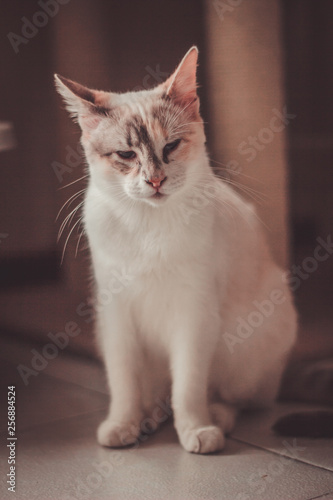 Gato blanco © Armando