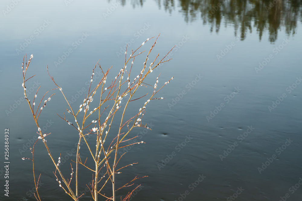 Pussy willow branches on river water background Pussy willow branches on river water background
