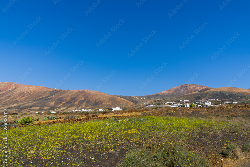 Spain, Lanzarote, Volcanic mountains behind yellow field of flowers