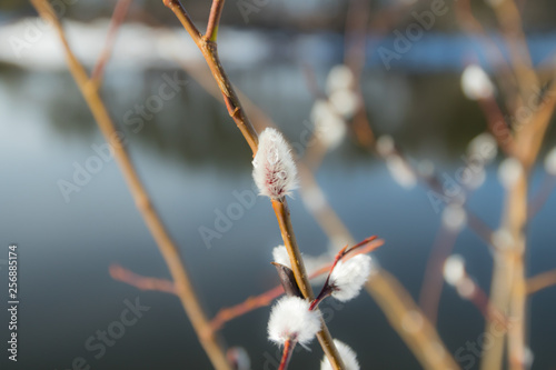 Pussy willow branches on river water background