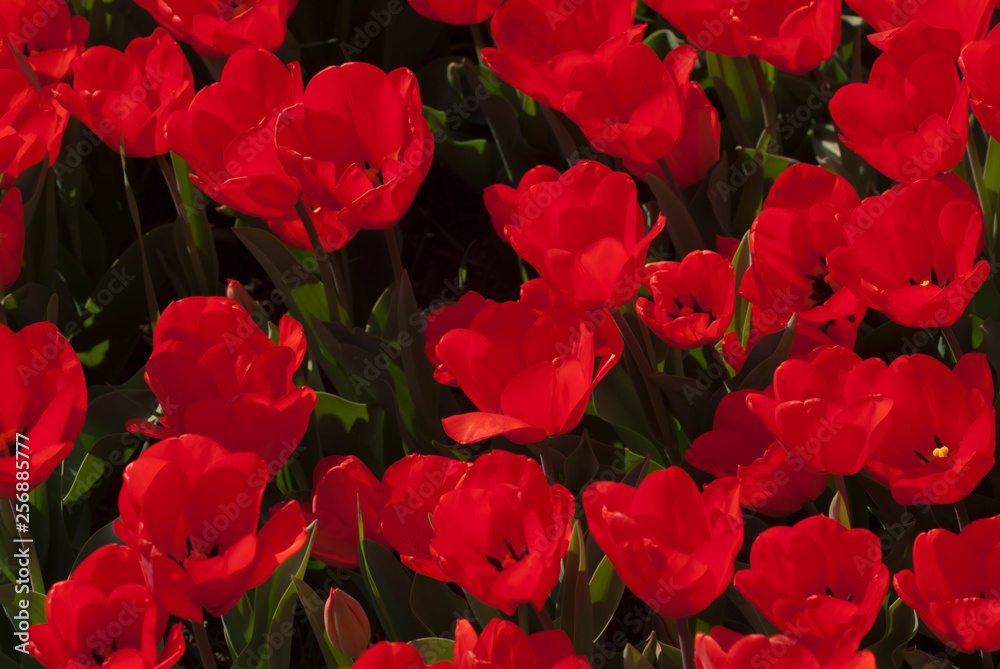 Group of red tulips Group of red tulips