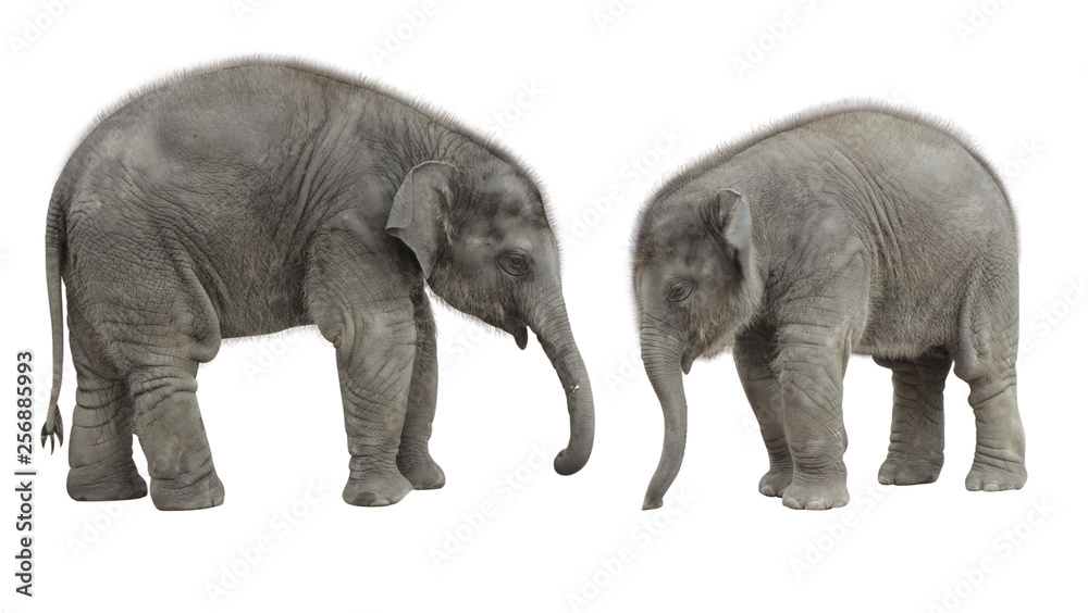 Obraz premium two thai baby elephant isolate on white background