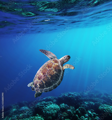 Hawksbill Sea Turtle  swiming in underwater