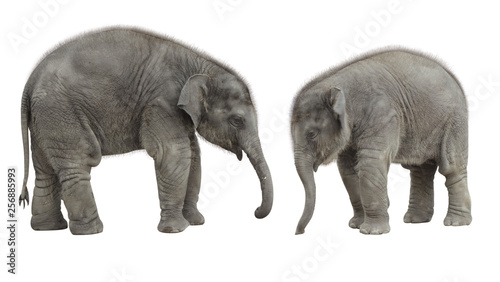two thai baby elephant isolate on white background