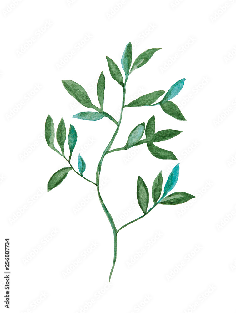 Green plant - branch with leaves, botanical watercolor painting isolated on white background