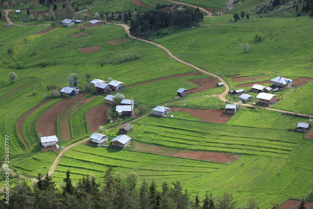 Obraz premium colorful flower landscape photo.artvin/TURKEY