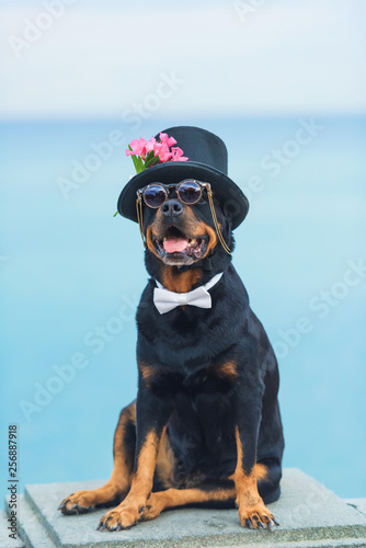 Photography Black dog of breed a Rottweiler