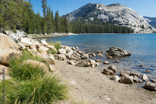 Tenaya Lake shore line with foliage in foreground