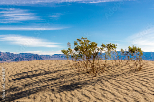 Early Morning Scene of Plants Growing in Sand at Mesquite Dunes With Texture, Death Valley