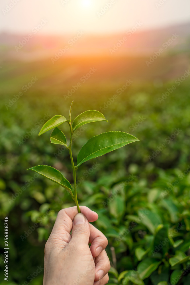 plant in hand