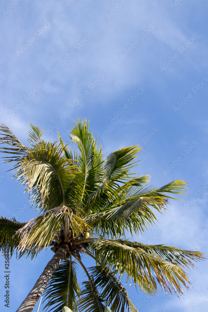 Palm tree and blue sky Palm tree and blue sky
