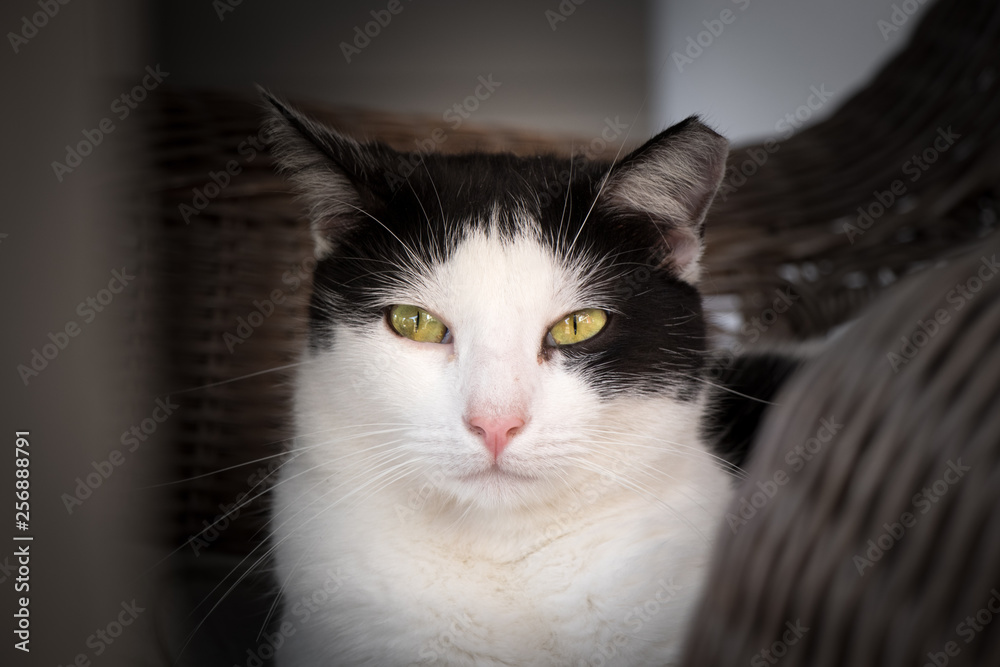 Fototapeta premium black and white cat staring me down