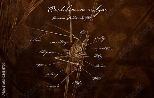 Macro of Common Meadow Katydid (Orchelimum vulgar) Old Fashioned Anatomy Illustration in Sepia