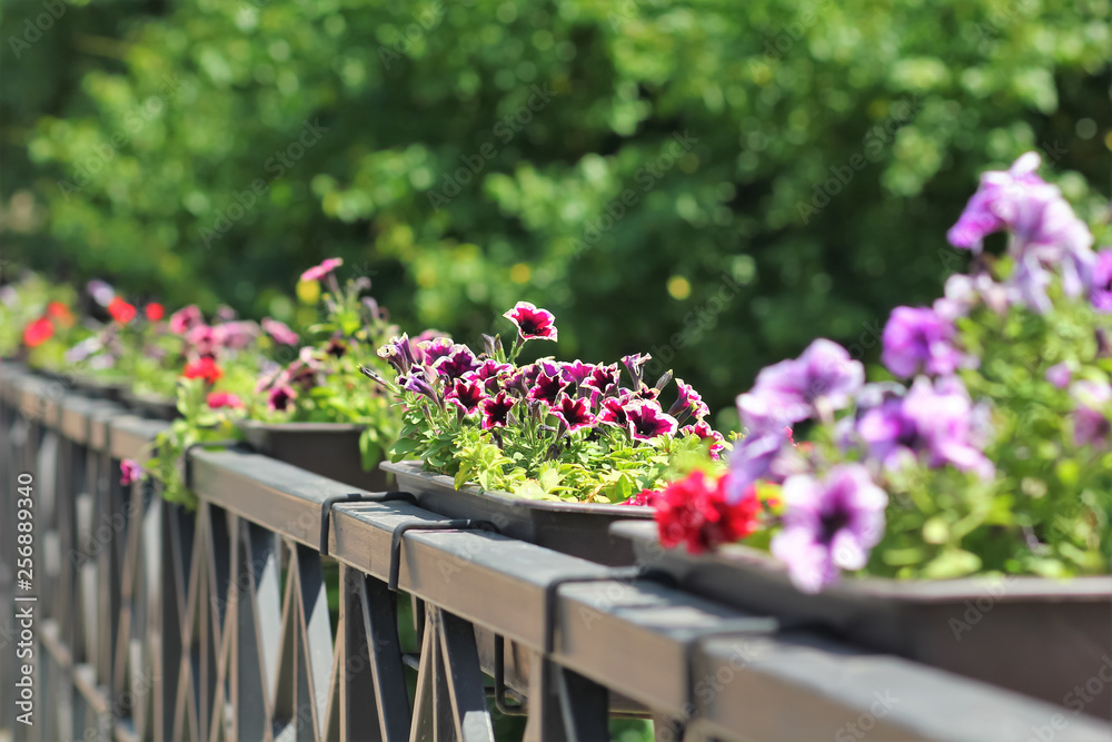 Colorful petunia flowers in a row on a bridge outdoor