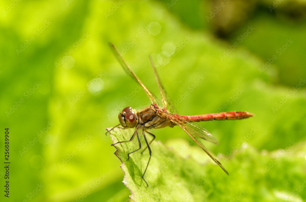 Dragonfly sitting on the stem of the plant. Dragonfly sitting on the stem of the plant.