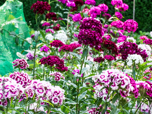 pink sweet willam in the garden photo