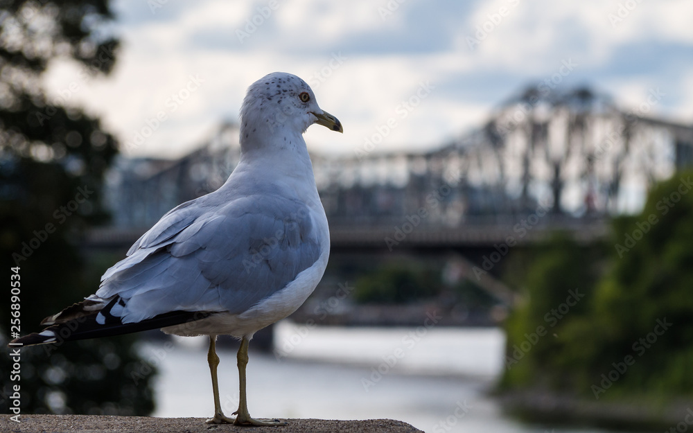 The ring-billed gull (Larus delawarensis) watching the sunset over the Alexandra Bridge, Ottawa, Canada The ring-billed gull (Larus delawarensis) watching the sunset over the Alexandra Bridge, Ottawa, Canada