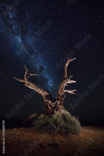 A tree under the milky way in Sossusvlei  Namibia.