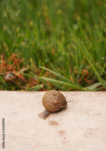 Snail Grass After Rain