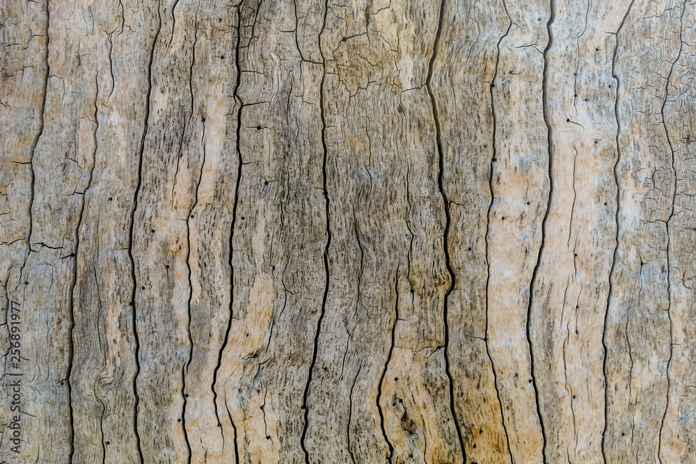 Obraz premium Old Oak Tree Texture