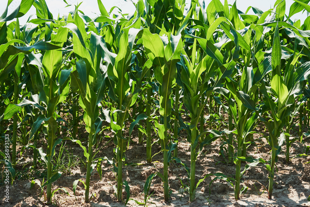 The field is sown with corn. Backlight photography