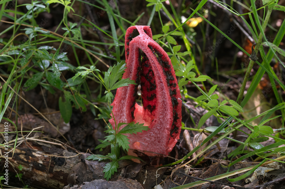Red Clathrus archeri on the forest meadow in the Europe. Commonly known as octopus stinkhorn, or devil's fingers. Inedible mushroom. Red Clathrus archeri on the forest meadow in the Europe. Commonly known as octopus stinkhorn, or devil's fingers. Inedible mushroom.