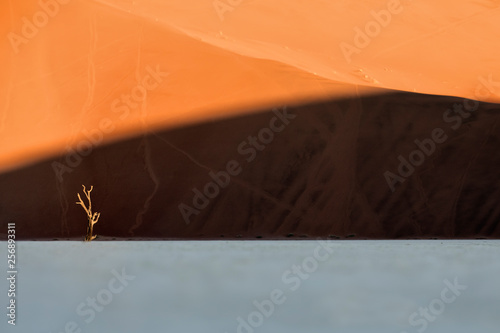 A lone tree in the last light of day in Deadvlei, Sossusvlei, Namibia.
