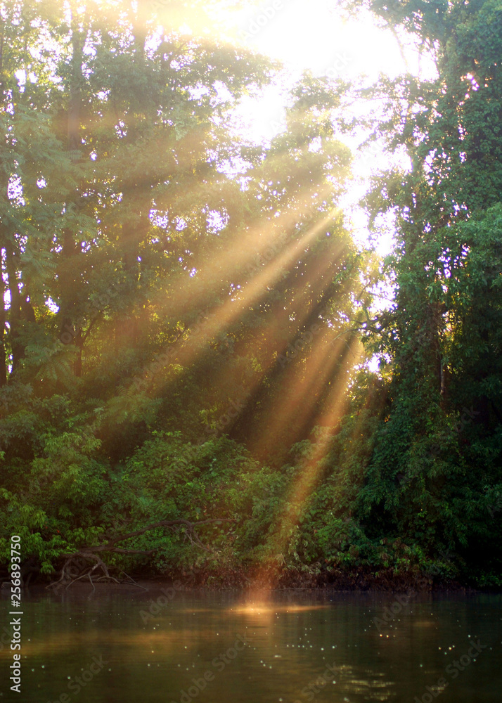 Obraz premium rays of sun through the trees