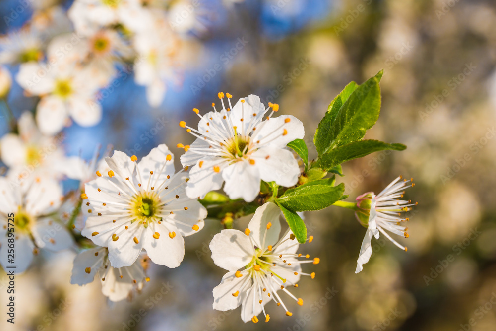 Fototapeta premium white flowers of a tree