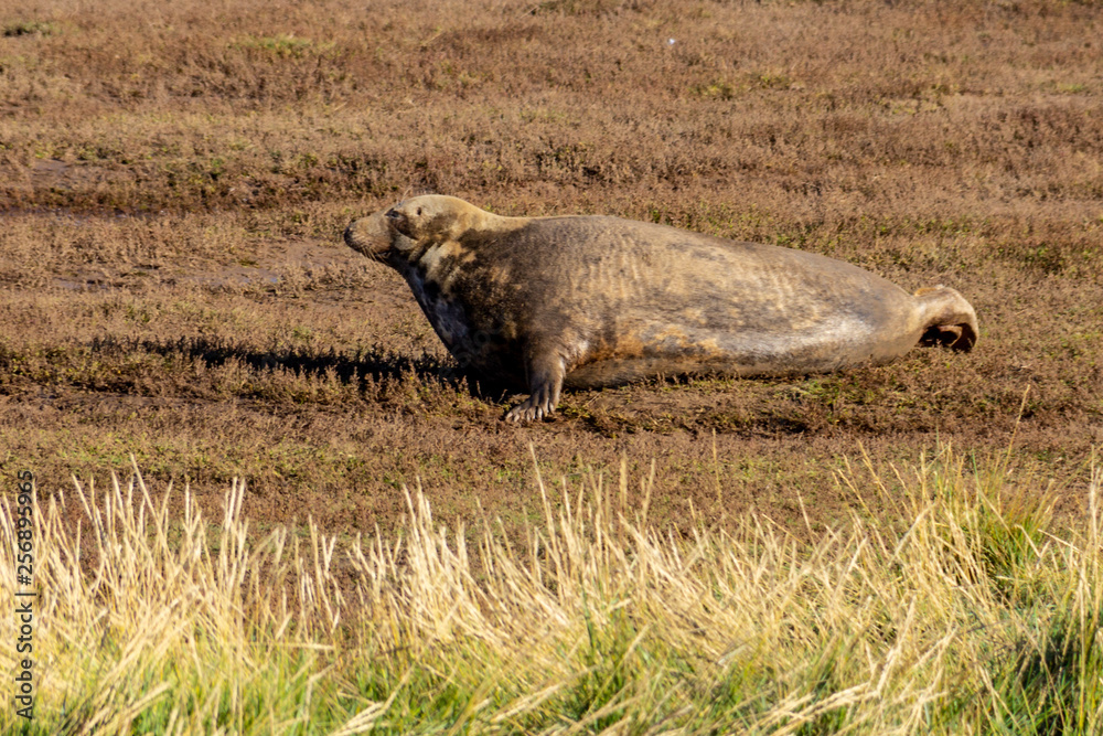 Fototapeta premium Grey seal at Donna Nook reserve