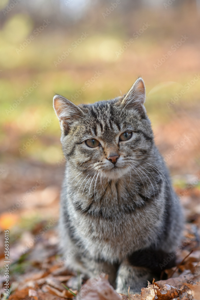 unhappy cats live on the streets, looking for food unhappy cats live on the streets, looking for food