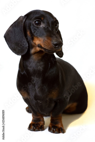 Dachshund black sits staring intently at the white © Светлана Акифьева