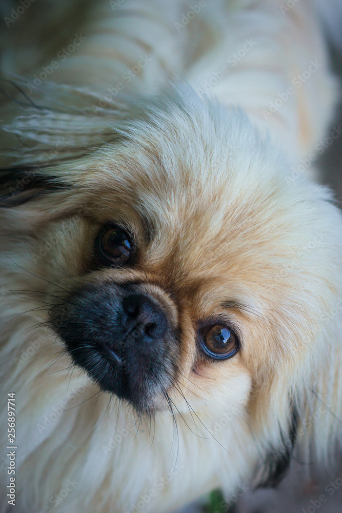  Favorite pet, Pekingese dog