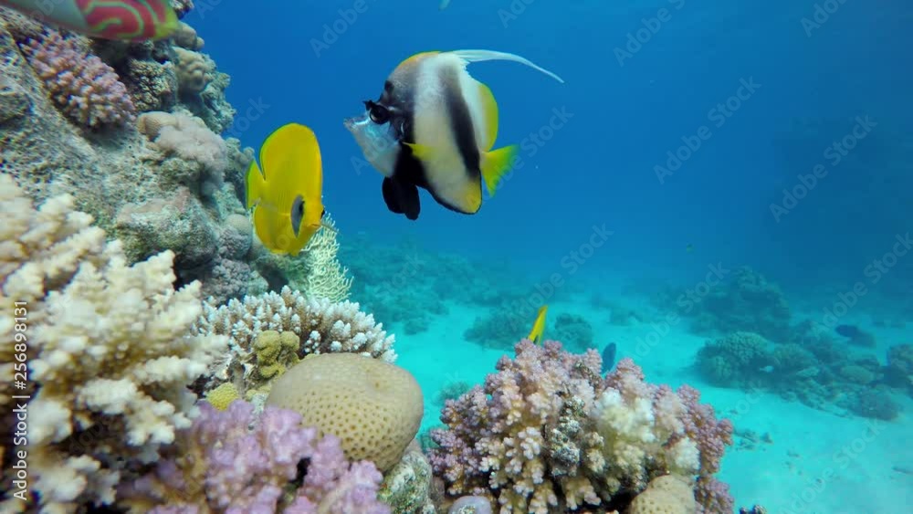 Video shooting at a shallow depth. The corals and tropical fish.