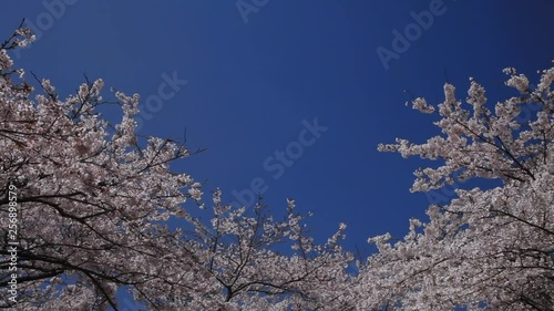 Wallpaper Mural 富士山と桜 Torontodigital.ca