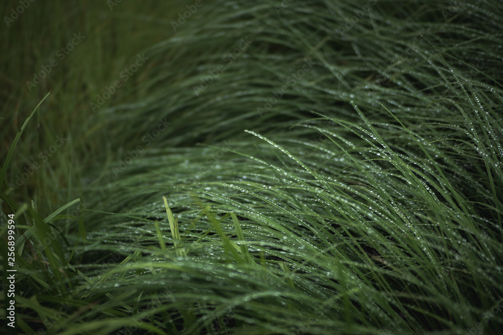 grass after rain grass after rain