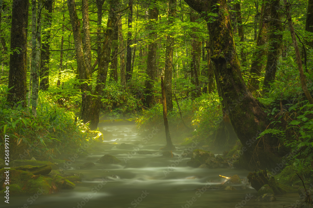 Fototapeta premium river in forest