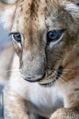 close up of baby lion in Guatemalan zoo