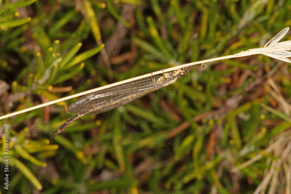 Macronemurus appendiculatus , Ameisenjunfer Macronemurus appendiculatus Fr, Provence, Maussane-les-Apilles 08.07.2015 Macronemurus appendiculatus , Ameisenjunfer Macronemurus appendiculatus Fr, Provence, Maussane-les-Apilles 08.07.2015