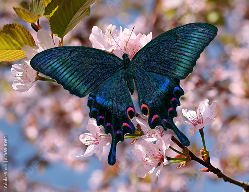 Czarny paziowatych lub motyl papilio maackii na orientalnym kwiecie wiśni