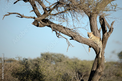 Leopard resting in a tree