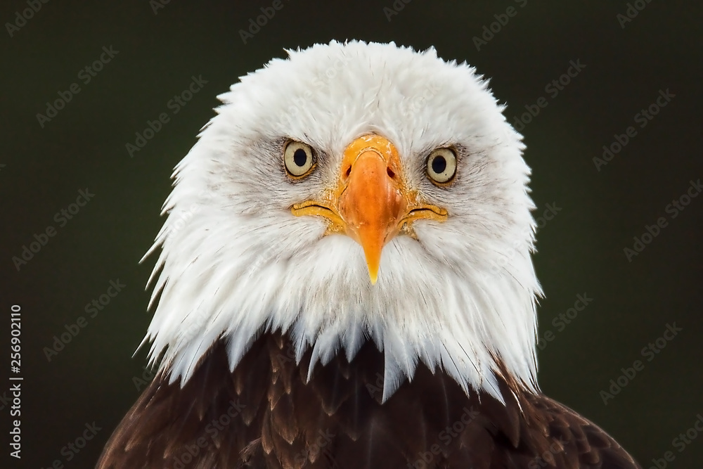Bald Eagle Face Images – Browse 9,853 Stock Photos, Vectors, and Video
