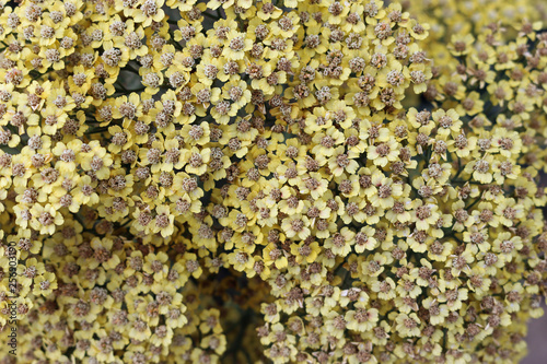 Yellow ornamental yarrow flowers