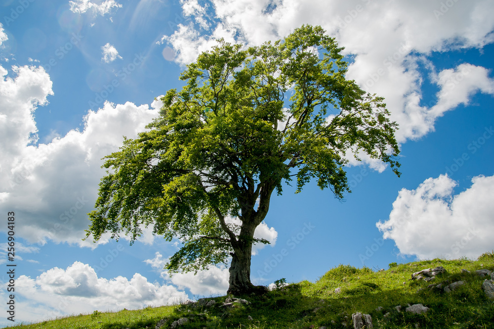 tree in the countryside