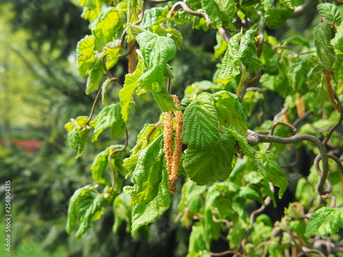 Corylus avellana 'Contorta' - Corkscrew Hazel in the spring, Poland