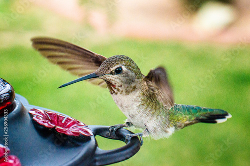 Hummingbird Gallery photo