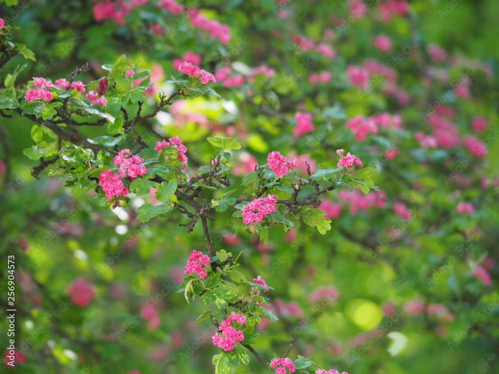 Crataegus - hawthorn, thornapple, May-tree, whitethorn, hawberry Crataegus - hawthorn, thornapple, May-tree, whitethorn, hawberry